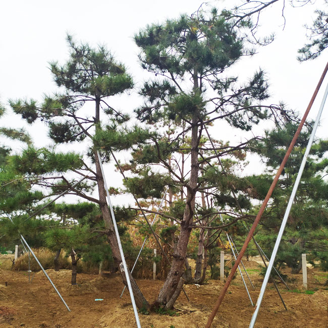 景觀松