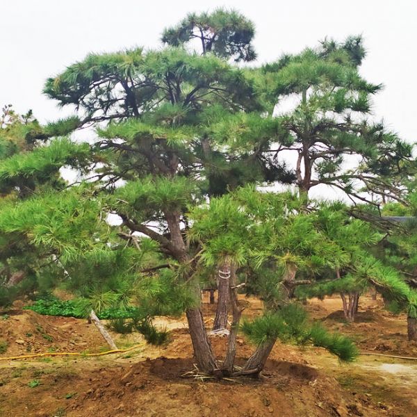 造型油松