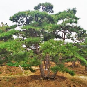 造型油松