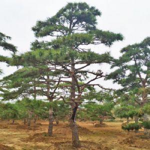 造型松