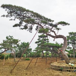 造型松