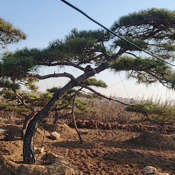 造型油松