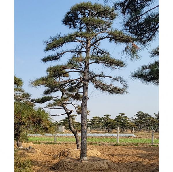 造型油松