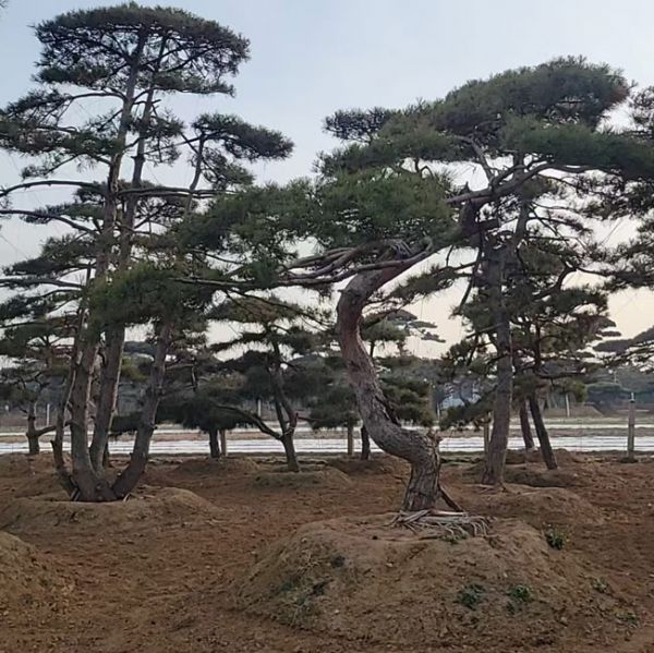 造型油松