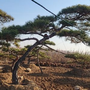 造型油松