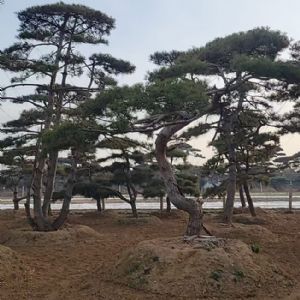 造型油松