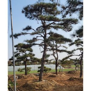 造型油松